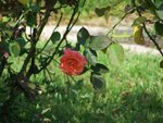 100_2427c