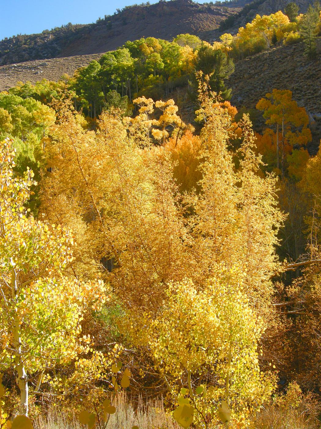 Fall Color on South Lake Road