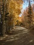 Autumn Leaves on North Lake Road