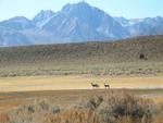 Deer in Meadow Below Little Hot Creek