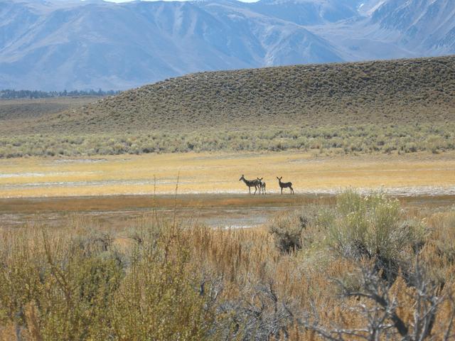 Deer in Meadow Below Little Hot Creek