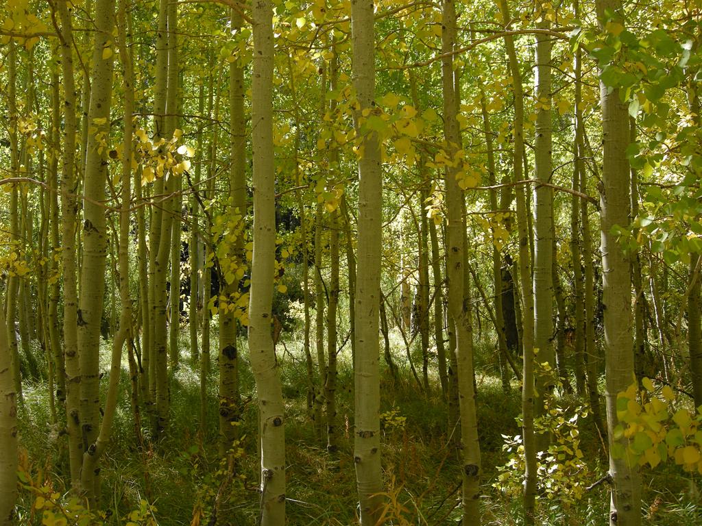 Aspen, Lee Vining Creek