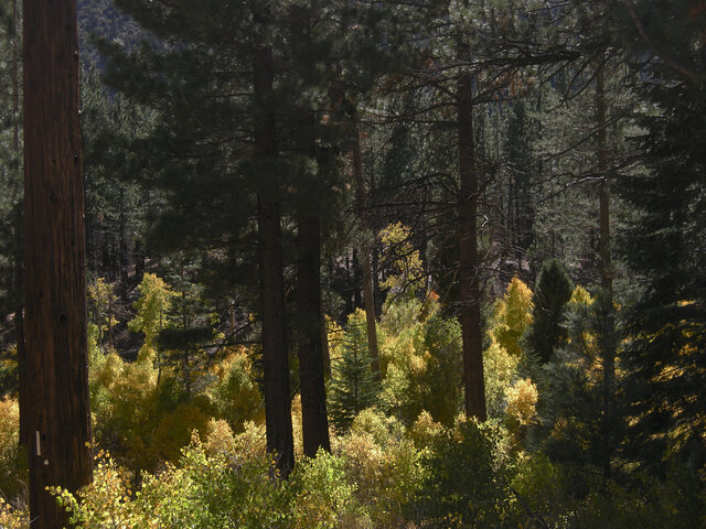 Aspen and Pines