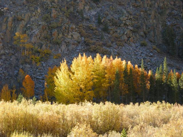 Aspen at North Lake