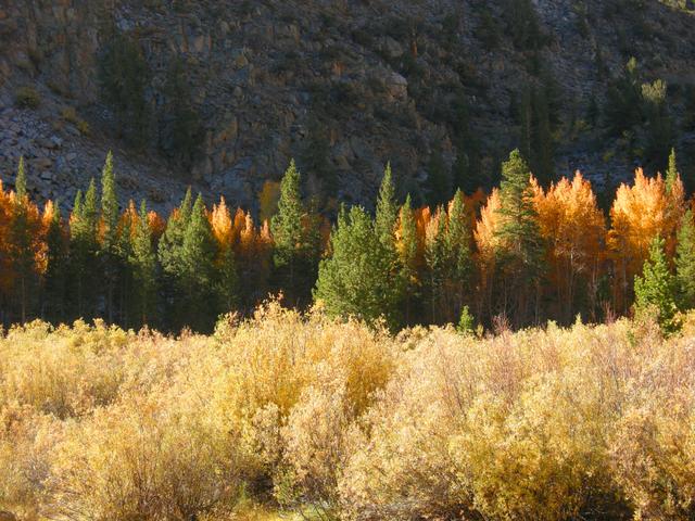 Aspen at North Lake