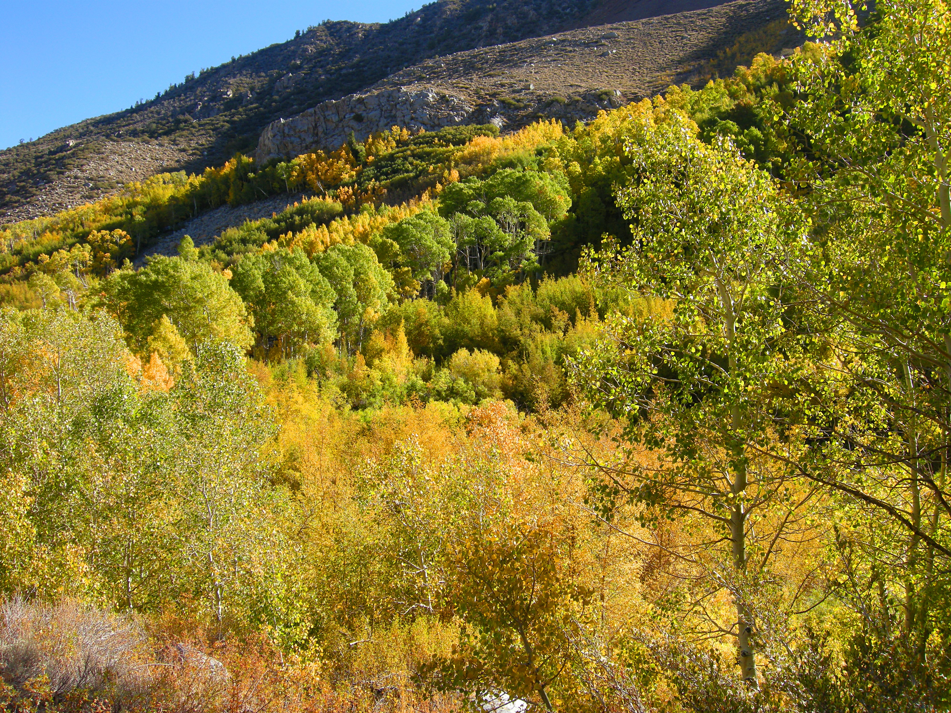 Aspen Along Road to South Lake
