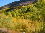 Aspen Along Road to South Lake