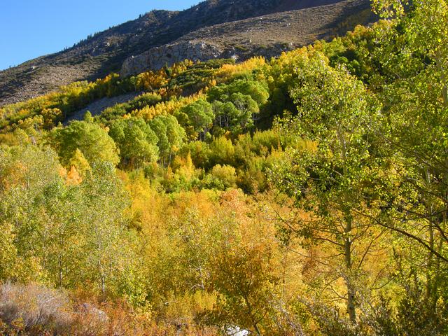 Aspen Along Road to South Lake