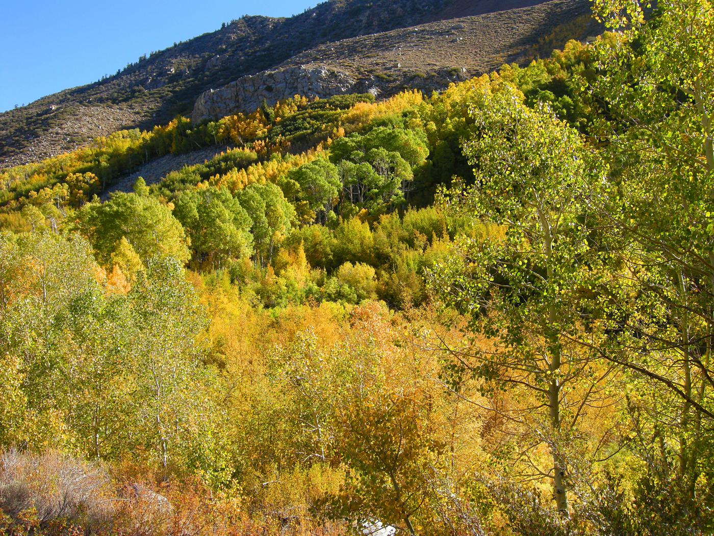 Aspen Along Road to South Lake