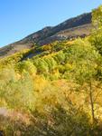 Fall Color on South Lake Road