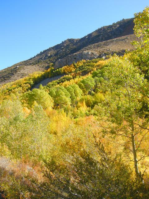 Fall Color on South Lake Road