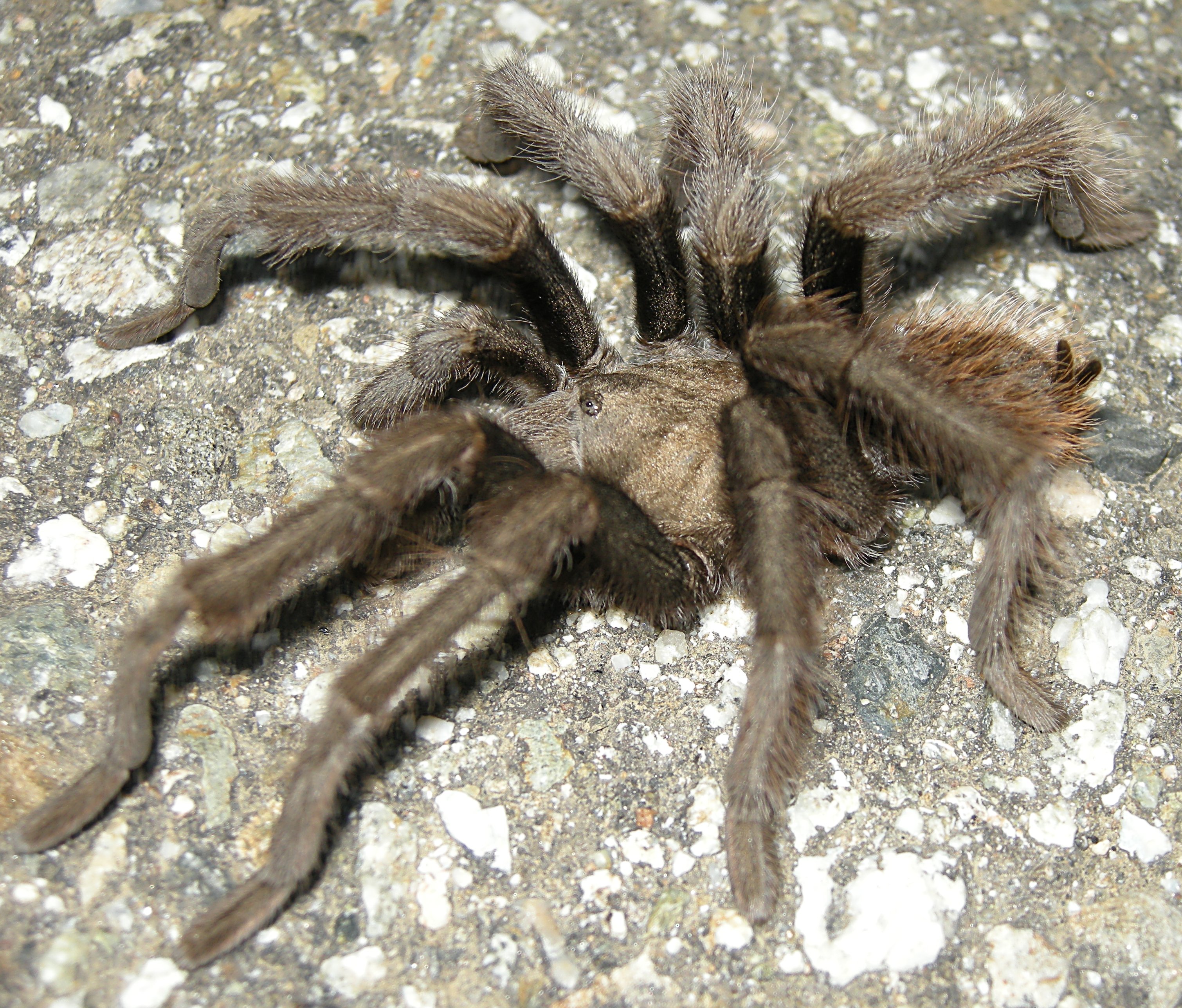 Tarantula in the Road