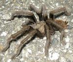 Tarantula in the Road