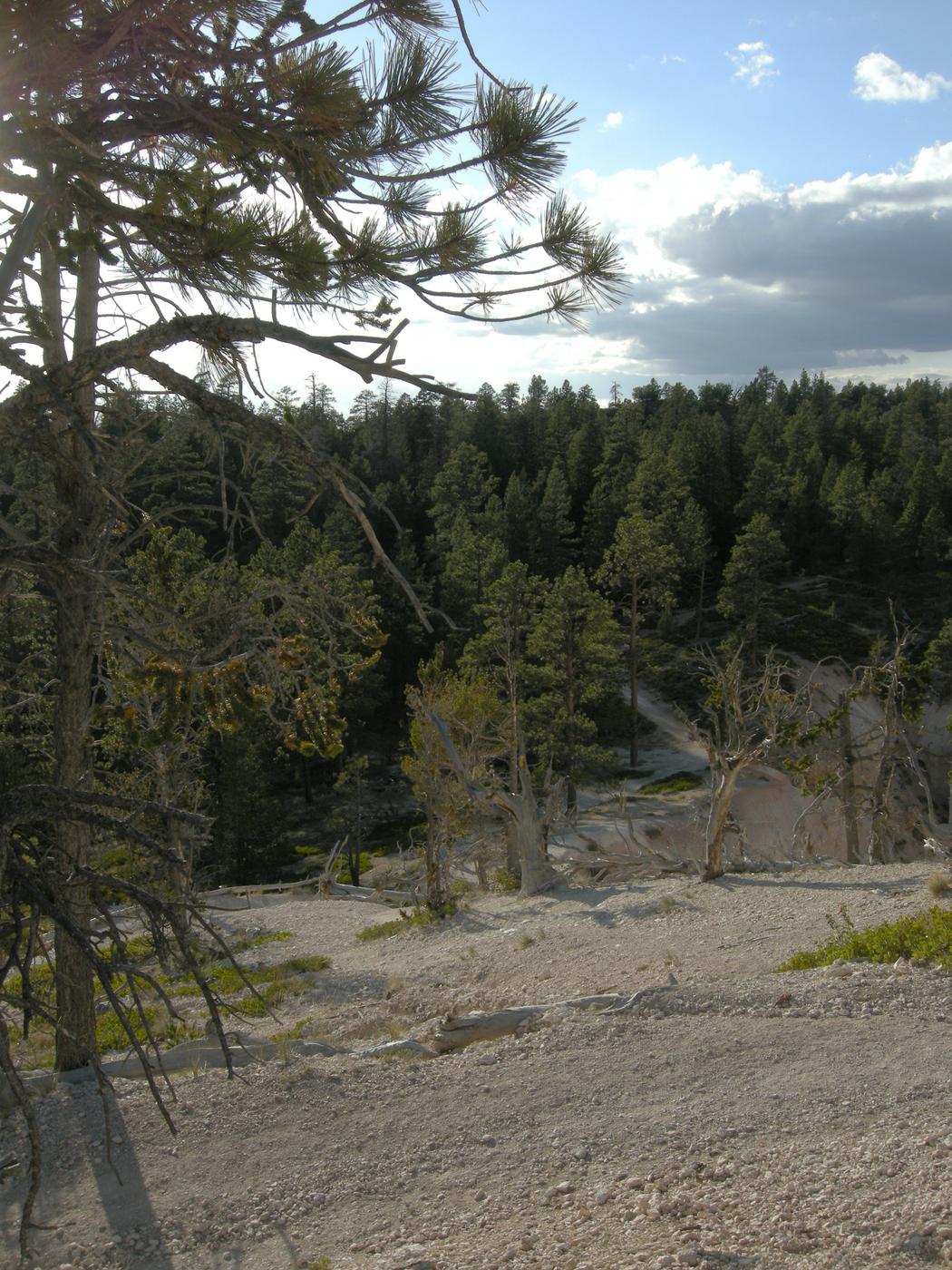 Forest on the rim