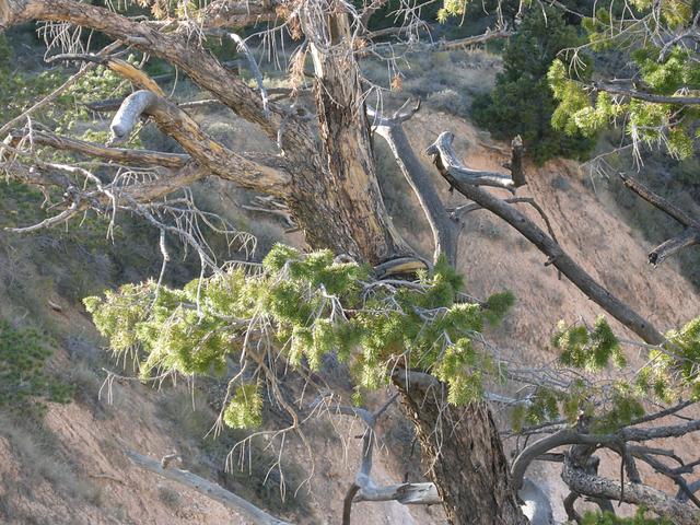 Fir tree on the rim