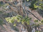 Fir tree on the rim