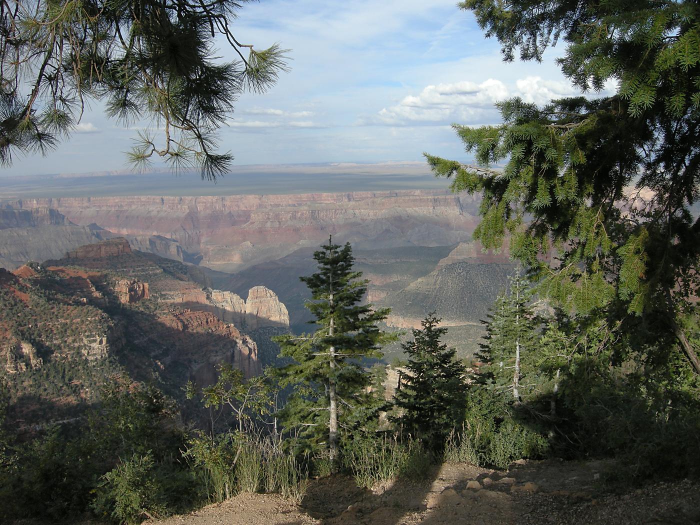 Canyon through the trees