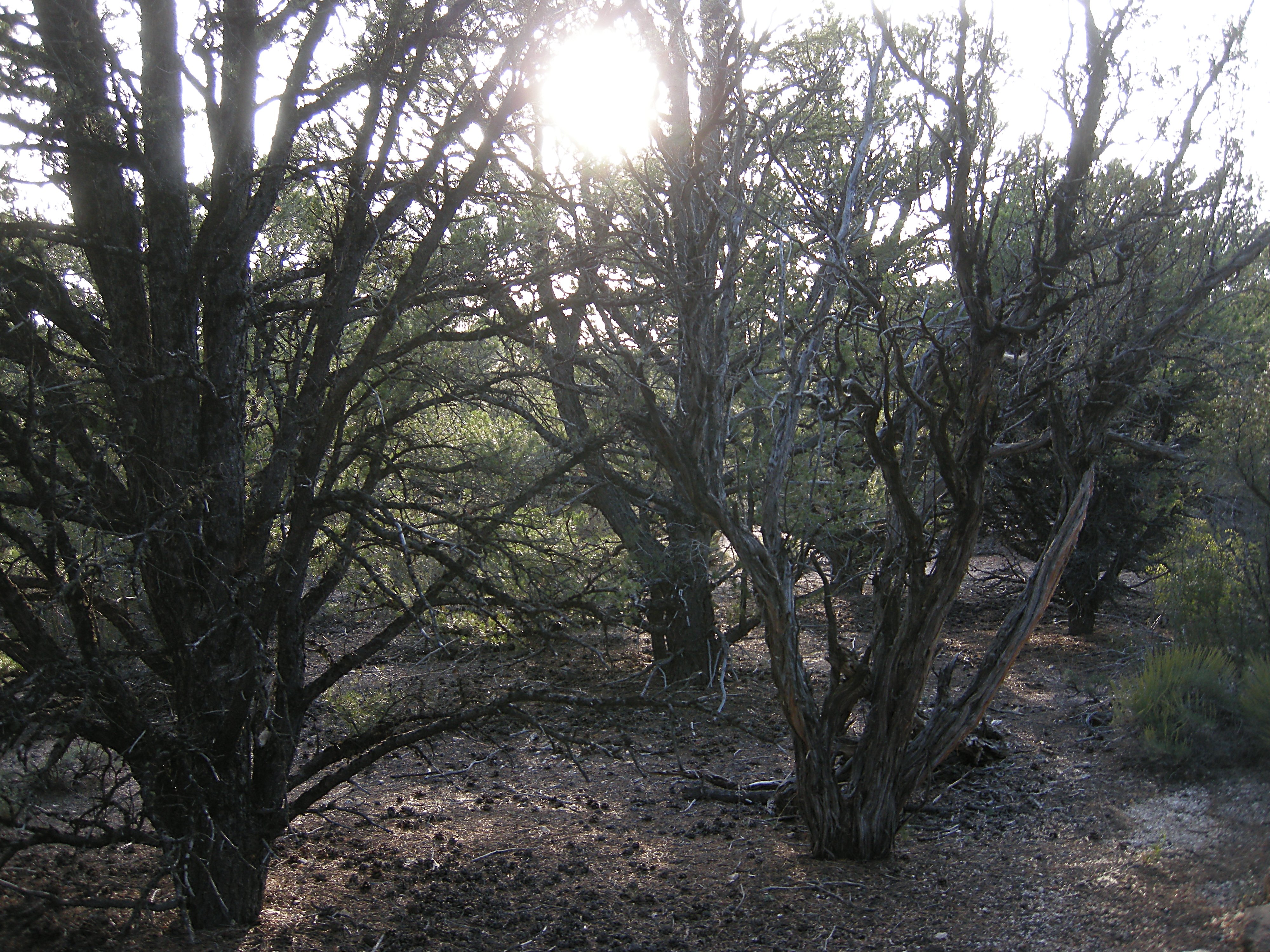 Giant Sagebrush at Cape Royal