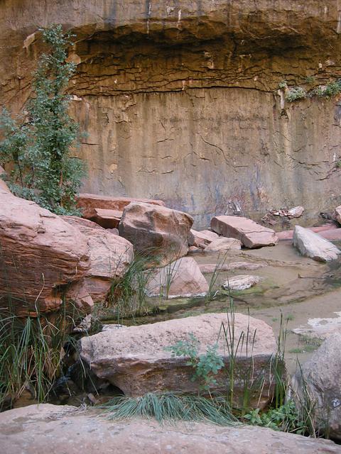 Weeping Wall and Pool, Zion National Park