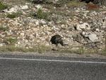 Wild Turkey