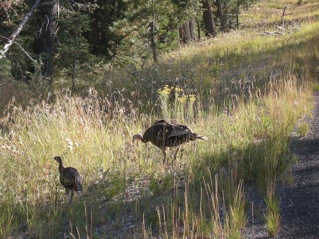 Wild Turkey and Offspring