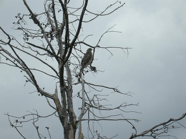 Hawk in a Tree