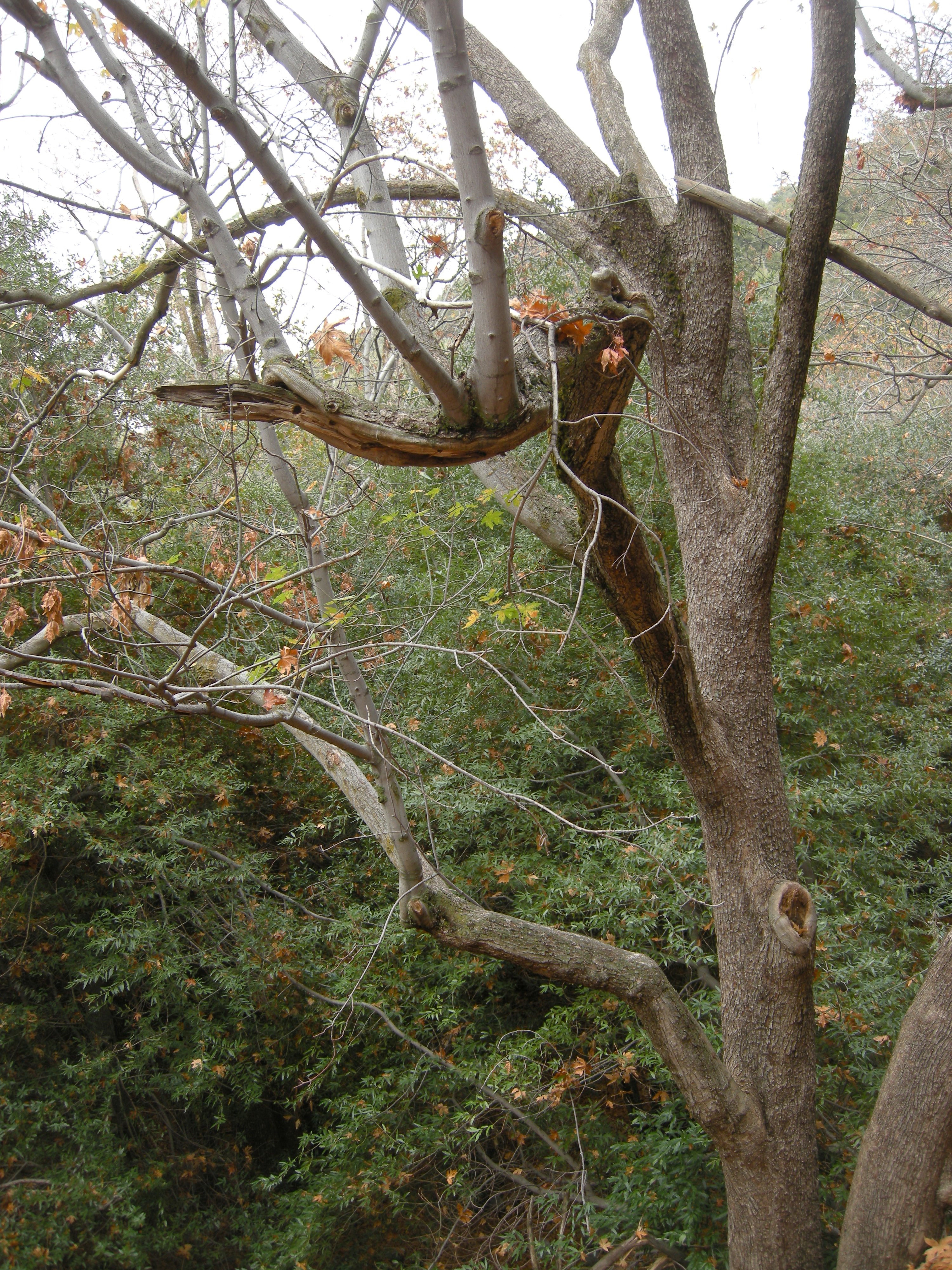 Last Few Leaves of Fall