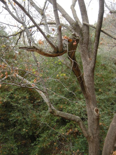 Last Few Leaves of Fall