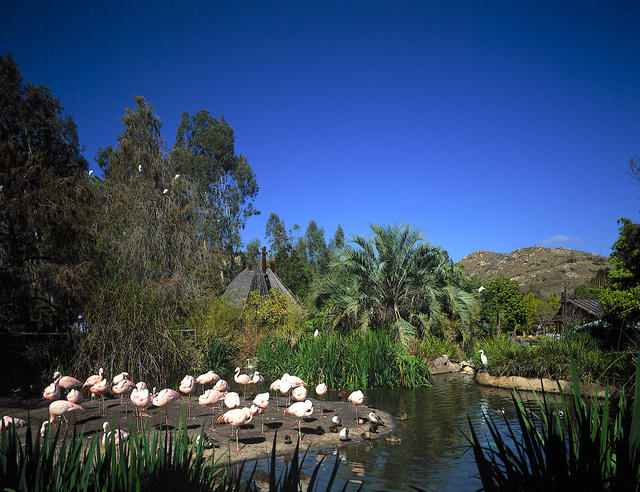San Diego Wild Animal Park - Lagoon