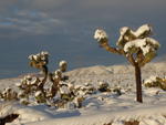 Frosted Joshua Trees