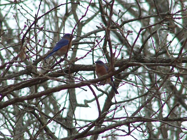 Playful Bluebirds