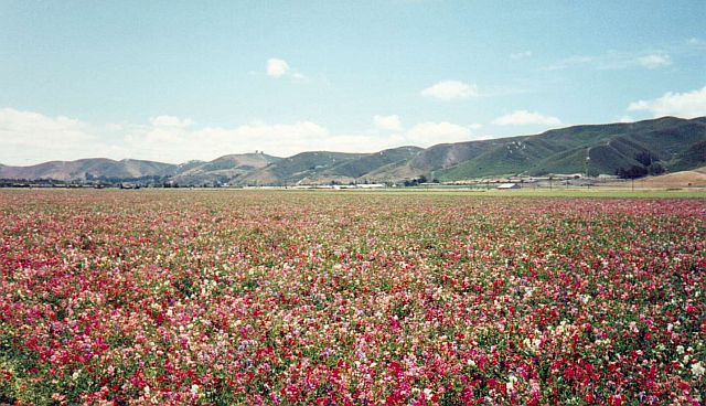 Lompoc, California Flowers