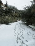 The Trail Down San Antonio Creek