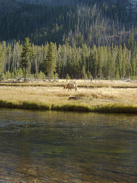 Young Male Elk