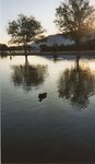 Lone duck at Hesperia Lake