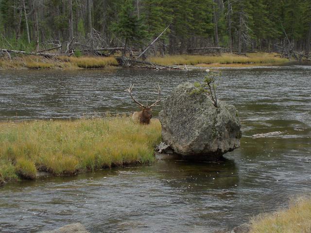 Male Elk, Madison River
