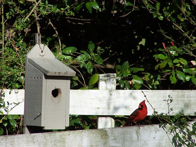 birdhouse and cardinal
