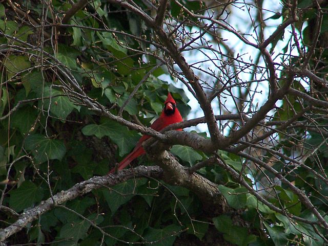 male cardinal looking