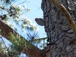 woodpecker on side of tree
