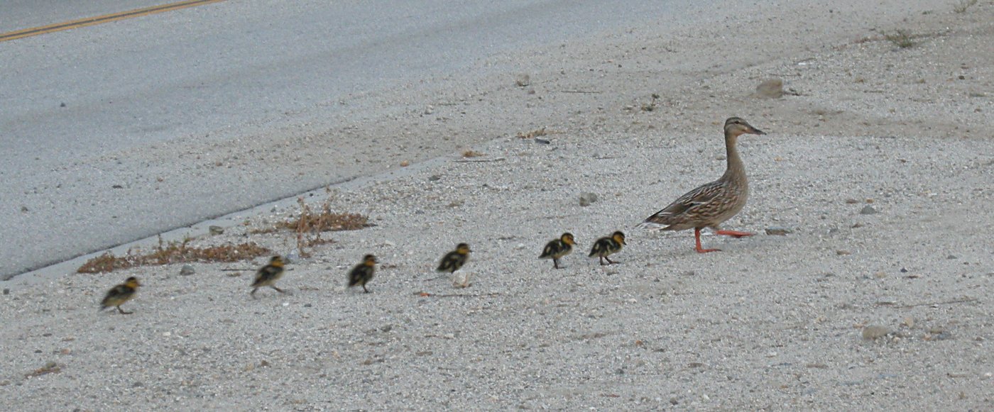 Mother Duck and Ducklings Walking