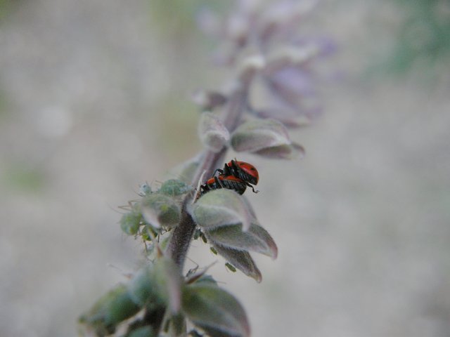 Ladybugs and Aphids on Lupine