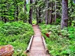 Tokopah Falls Trail ~ Sequoia National Park.