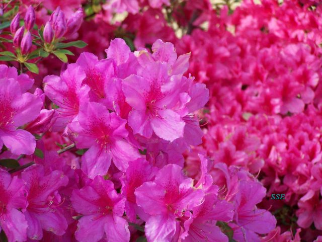 Pretty Pink Tx flowers
