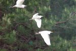 3 cattle egrets flying