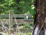 Blue Jay on fence