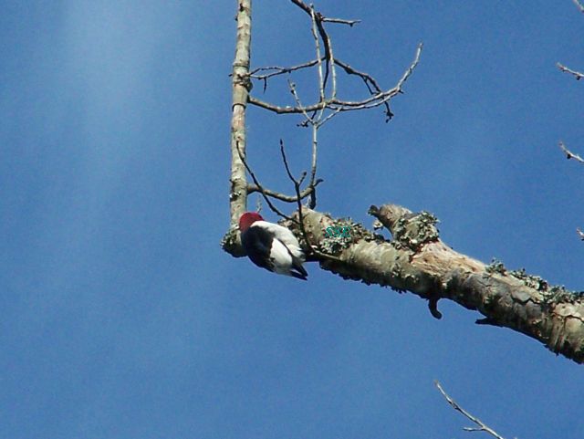 Red-Headed Woodpecker on Branch