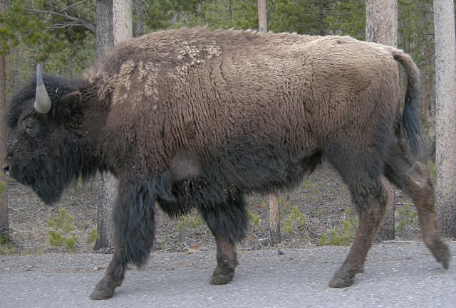 Bison on the Road