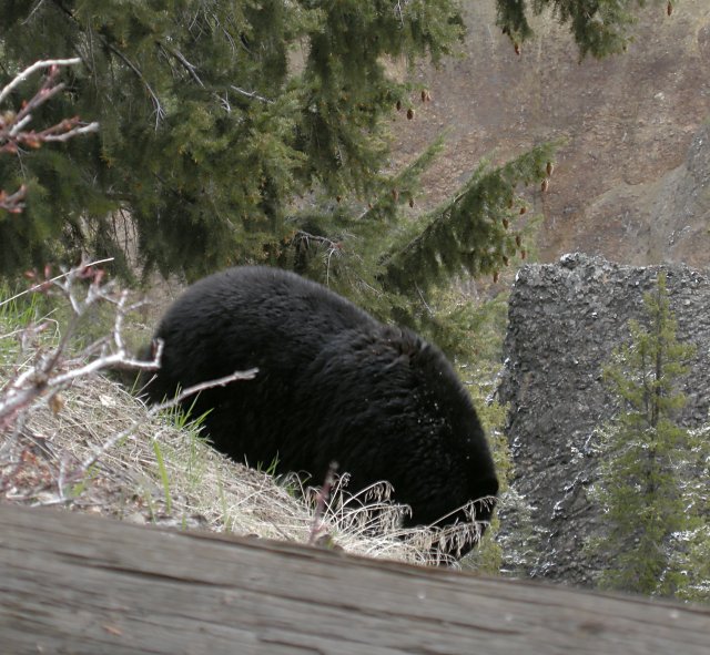 Black bear at Tower Falls
