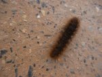 Fuzzy caterpillar on the Zion River Walk Trail