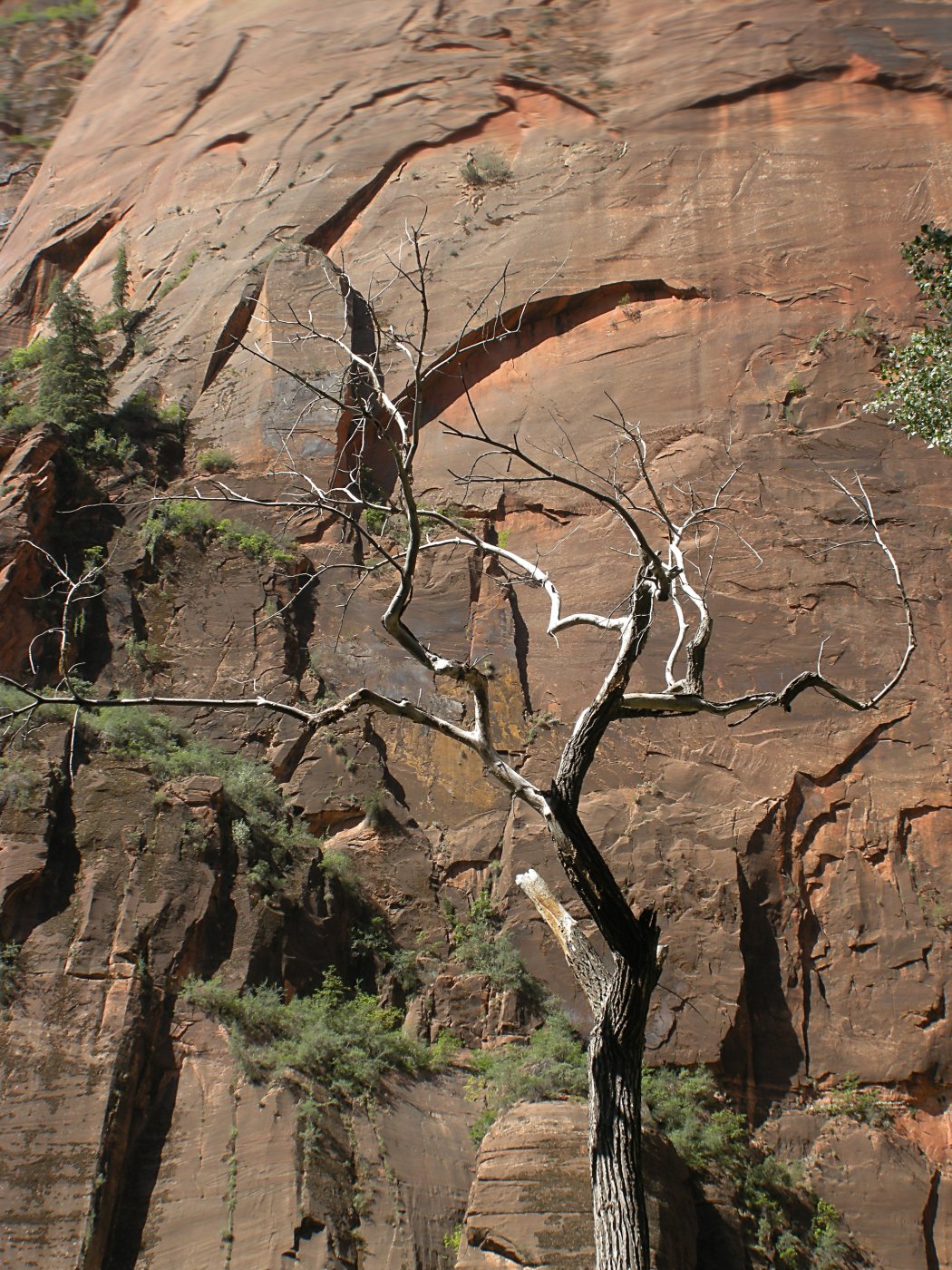 Dead tree and cliff, Zion National Park
